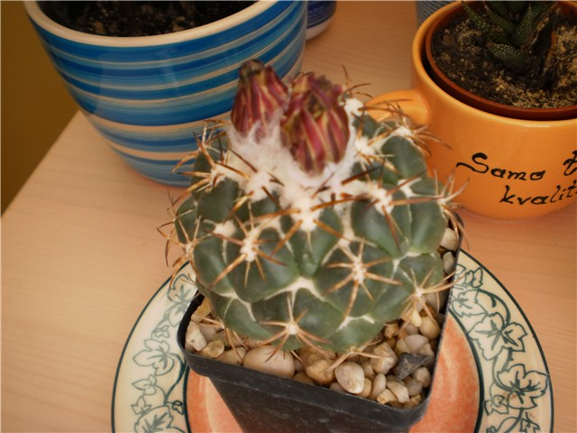 Coryphantha bumama